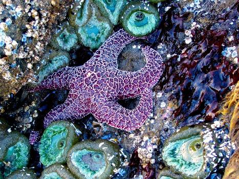 ستاره دریایی اوچر