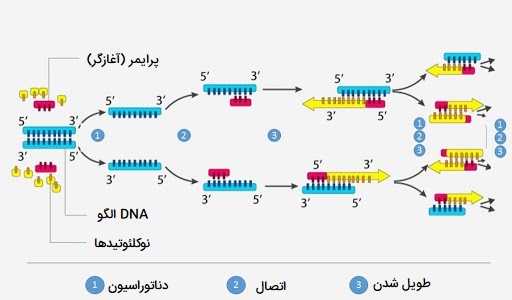 واکنش PCR