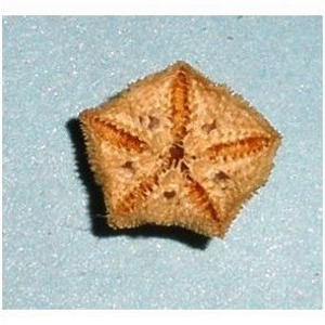 ستاره دریایی Patiriella parvivipara