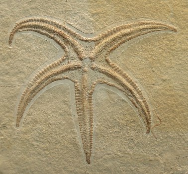 عکس فسیل ستاره دریایی