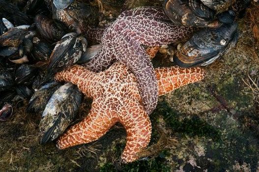جفت گیری ستاره دریایی