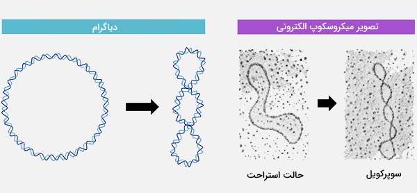 ساختار سوپرکویل