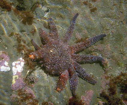 بازسازی بدن ستاره دریایی