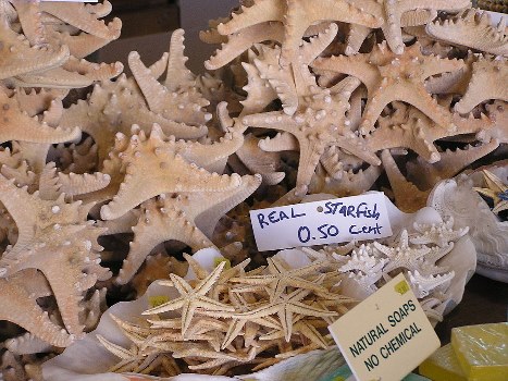 سوغات ستاره دریایی