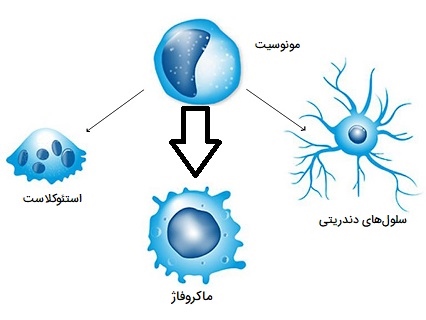 ماکروفاژ و مونوسیت