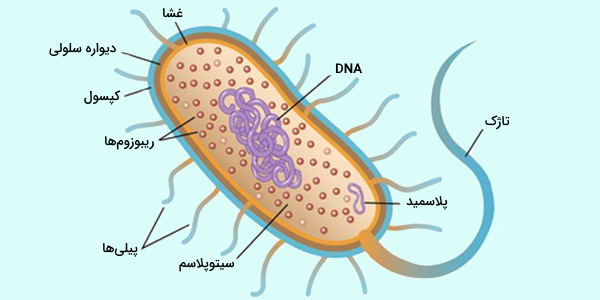 عکس باکتری