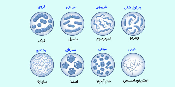 انواع باکتری ها از نظر شکل