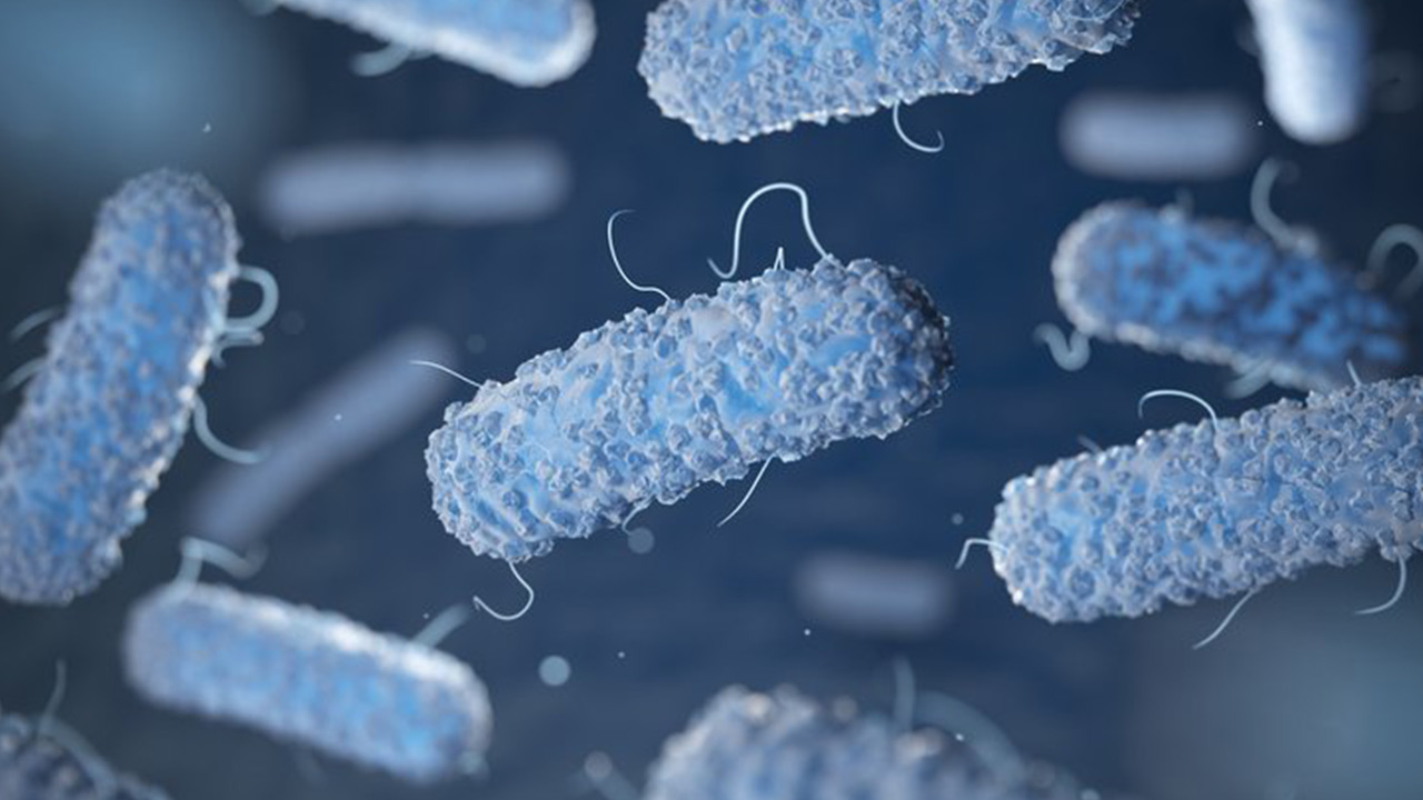 انواع باکتری ها — به زبان ساده