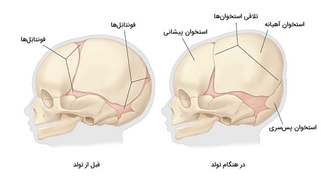 مفاصل جمجمه نوزاد