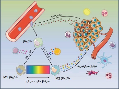 ماکروفاژها در سرطان