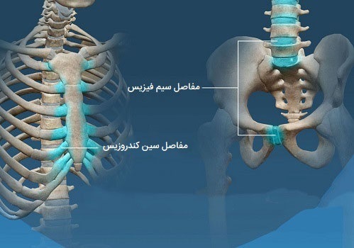 مفصل غضروفی