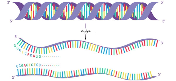 دناتوراسیون ساختار DNA