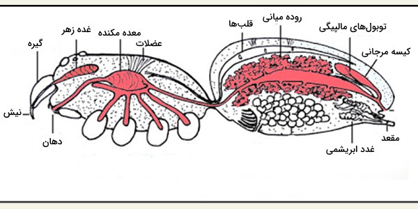 سیستم گوارش عنکبوتیان