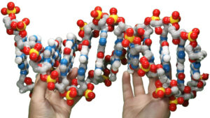 ساختار DNA — به زبان ساده
