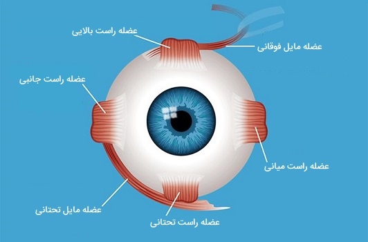 عضلات چشم
