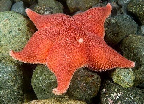 ستاره دریایی بالشی
