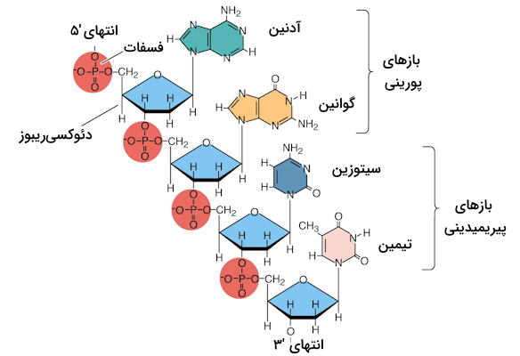 زنجیره پلی‌نوکلئوتیدی DNA - ساختار DNA 