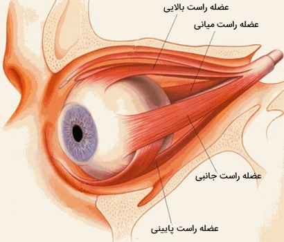 عضلات راست چشمی