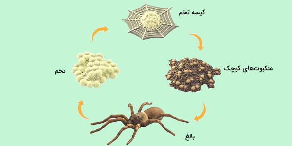 چرخه زندگی عنکبوت