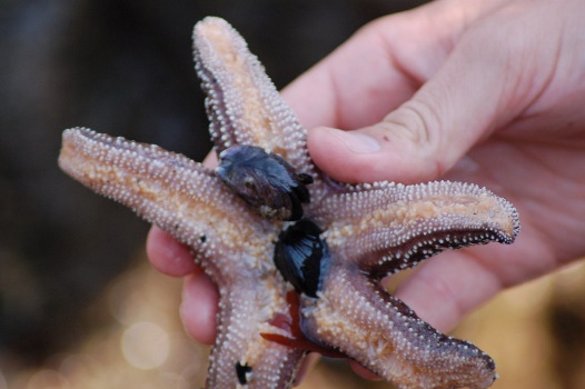 غذاخوردن ستاره دریایی