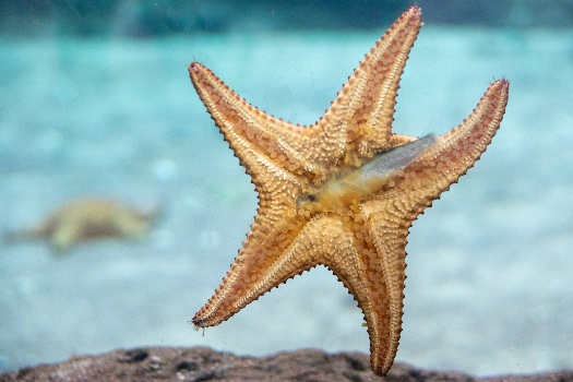 غذا خوردن ستاره دریایی