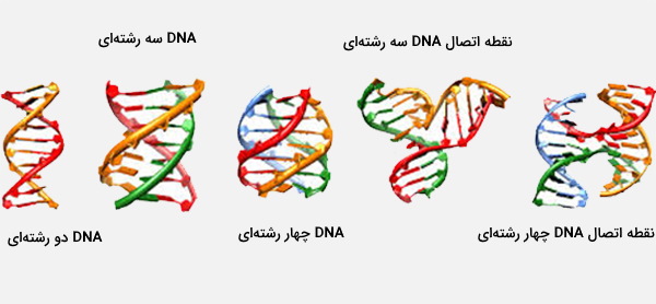 انواع ساختار dna