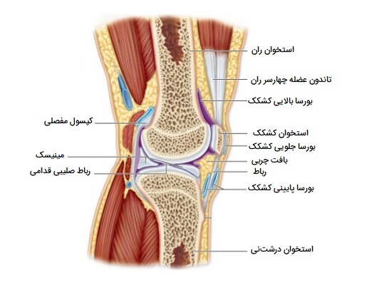 ساختارهای فرعی مفاصل سینوویال