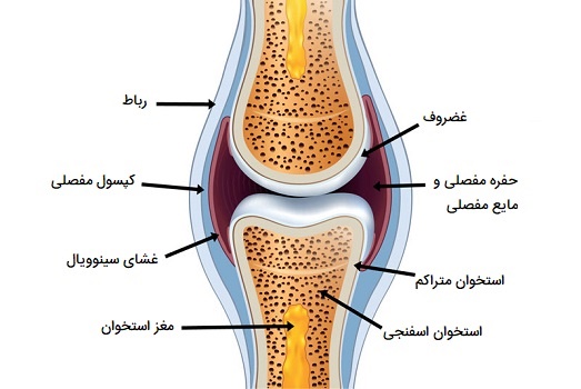ساختارهای اصلی مفصل سینوویال