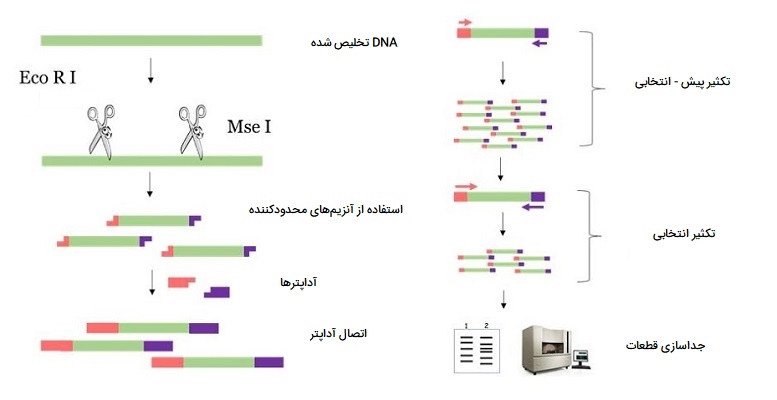 AFLP - PCR