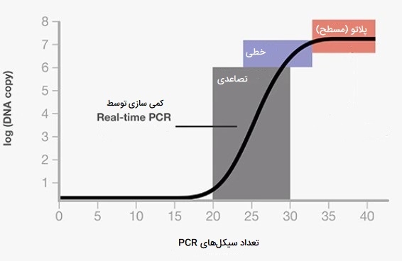 منحنی تکثیر واکنش PCR