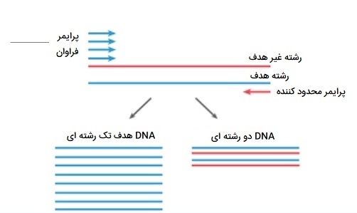 Asymmetric-PCR