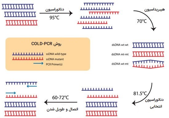 Cold PCR