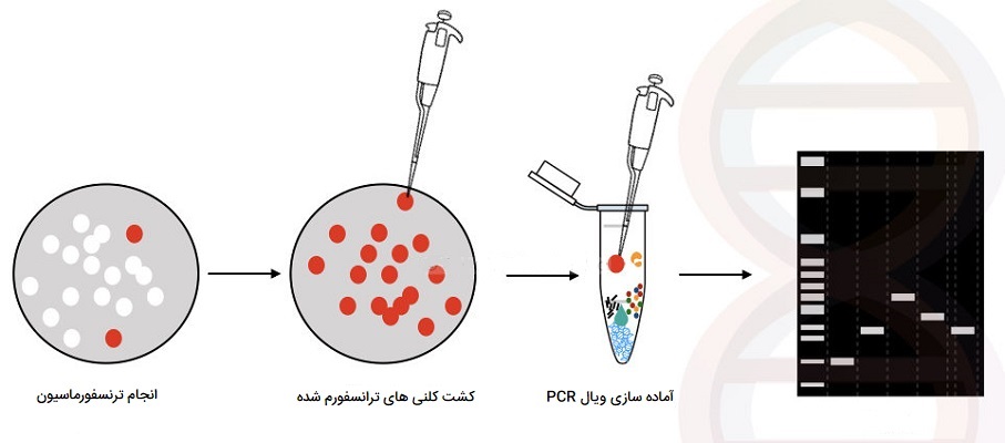 مراحل کلنی PCR