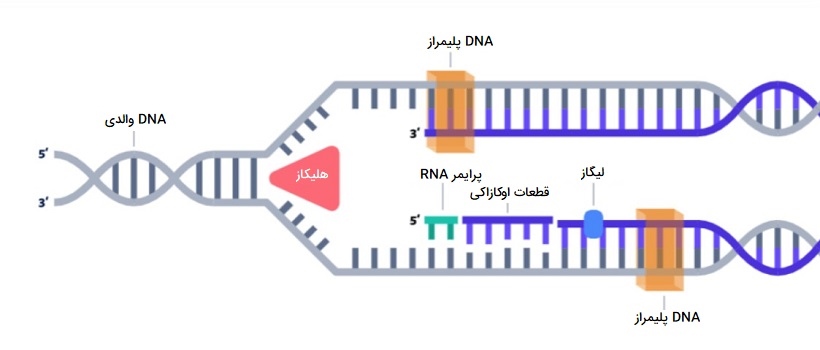 پرایمر RNA