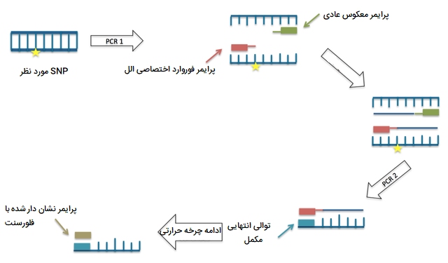 PCR اختصاصی الل