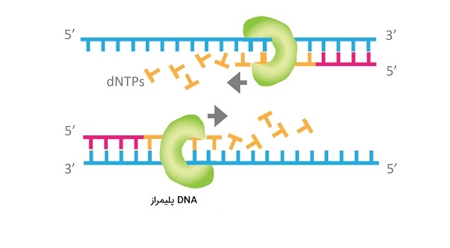 نقش پرایمر در ژنتیک