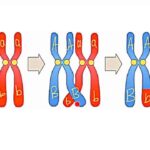 نوترکیبی چیست؟ – تعریف، انواع و کاربردها – به زبان ساده
