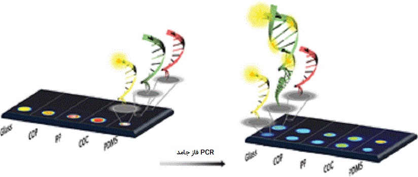 SP PCR