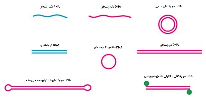 طبقه بندی ویروس ها بر اساس ژنوم