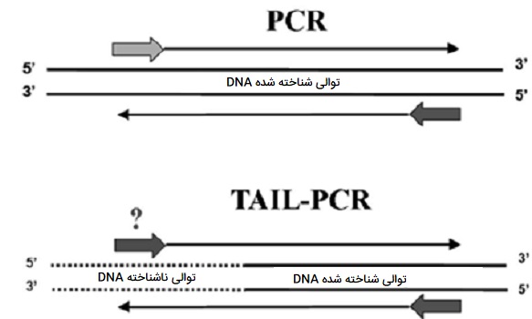 TAIL PCR