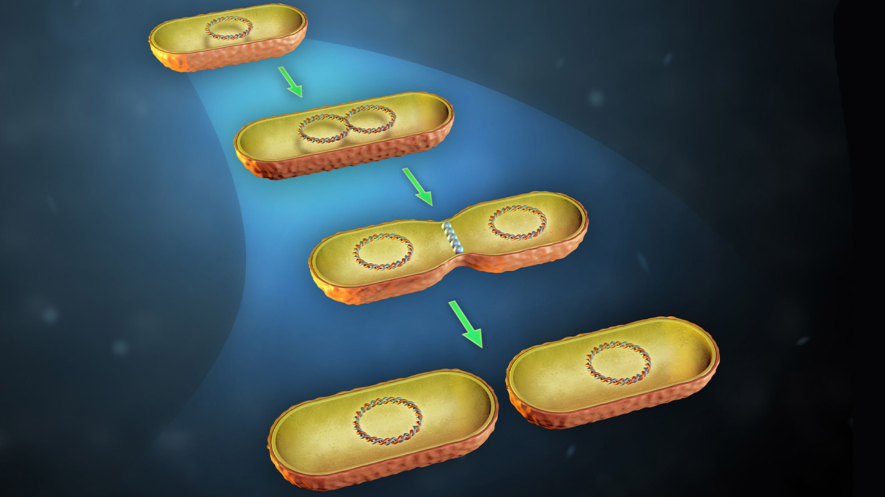 تولید مثل باکتری ها چگونه است؟ — به زبان ساده