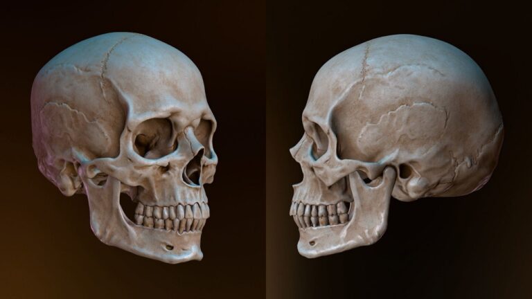 جمجمه انسان چیست و چند استخوان دارد؟ — آناتومی و عکس — به زبان ساده