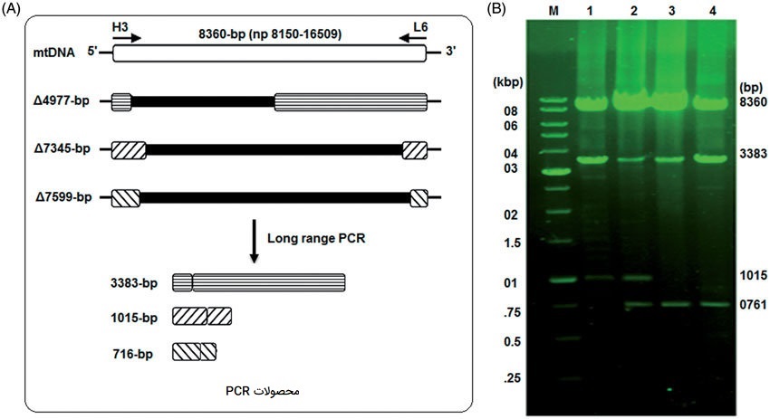Long-range PCR