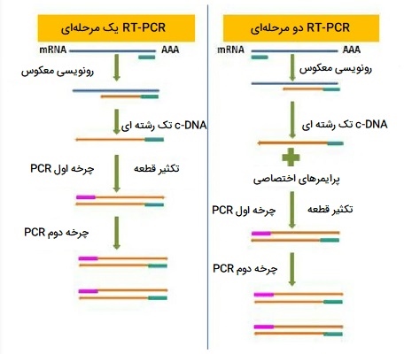 انواع RT-PCR