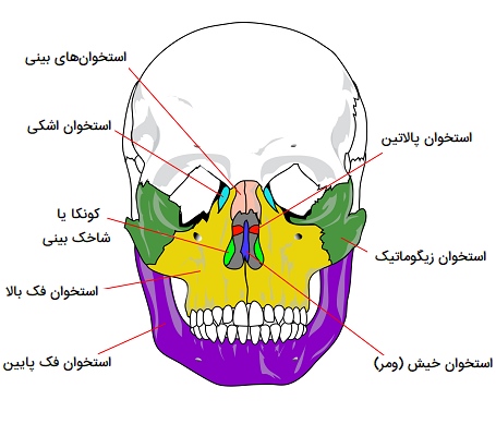 استخوان های صورت