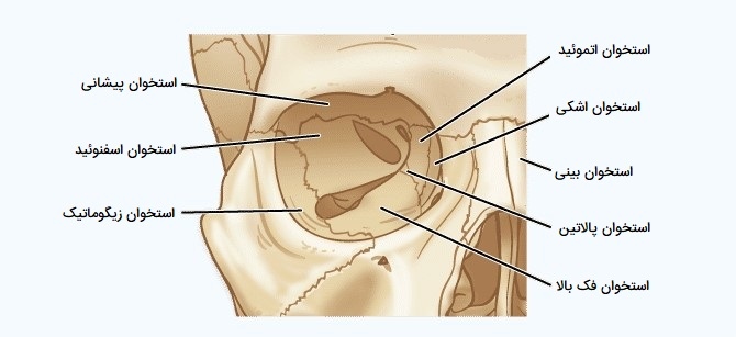 استخوان های چشم
