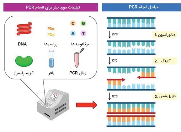 تکنیک PCR