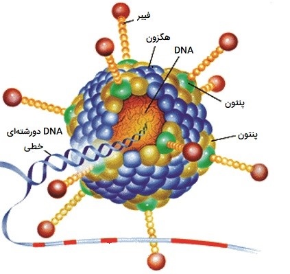 ساختار آدنو ویروس