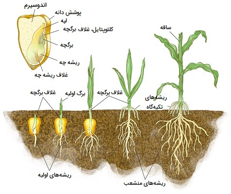 رشد تک لپه ای