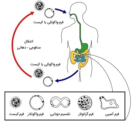 فرم های بلاستوسیستیس هومینیس